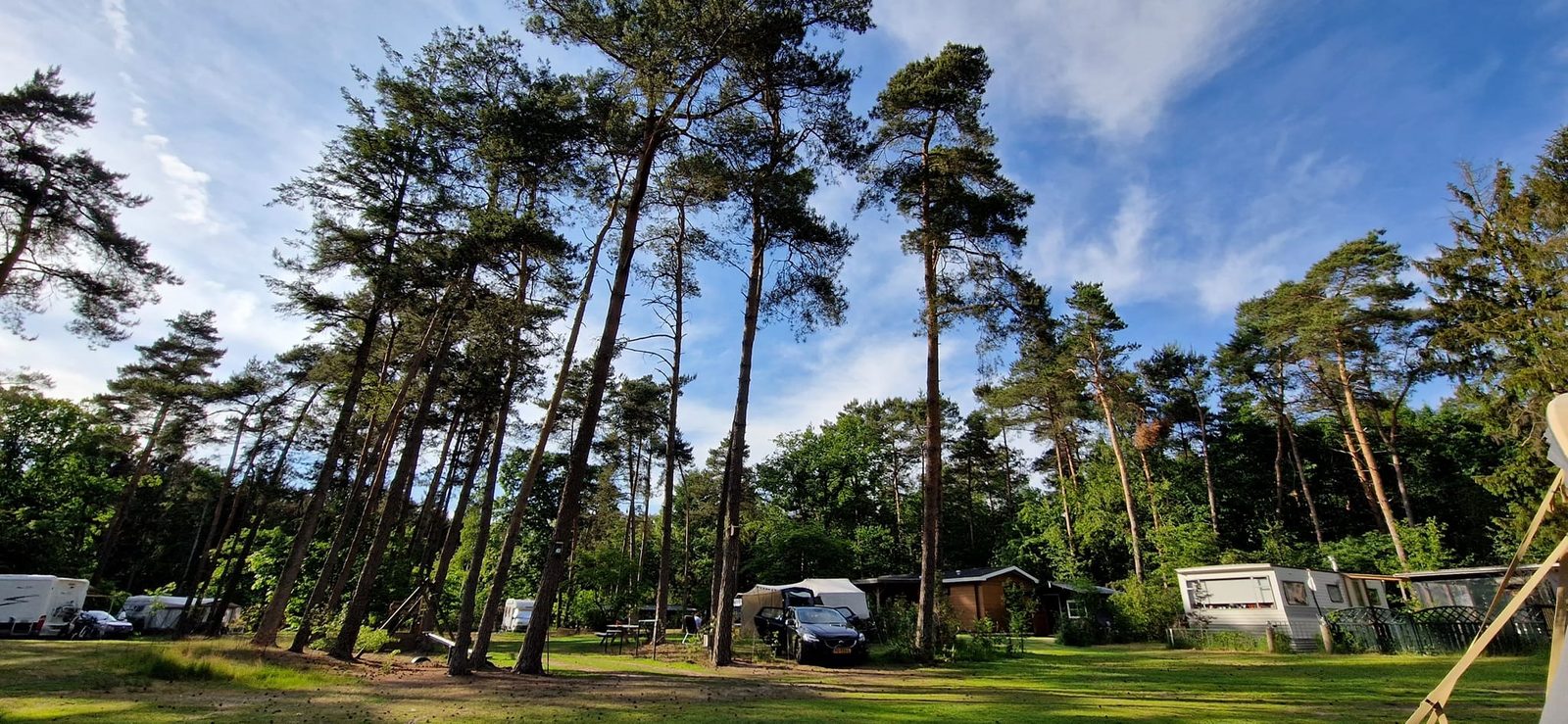 Kampeerveld tussen de dennen