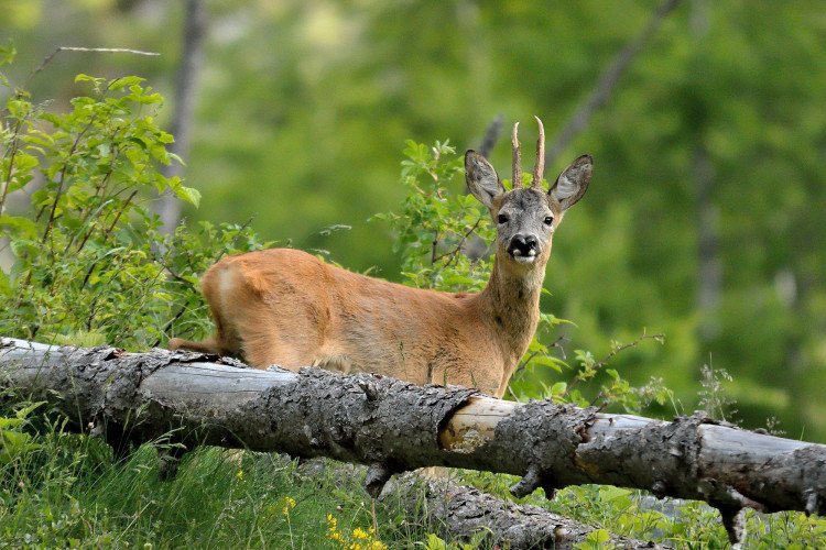 Ree in het bos